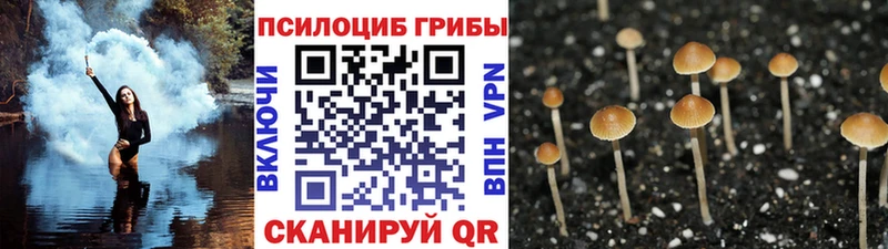 Псилоцибиновые грибы GOLDEN TEACHER  Купить закладки  Тверь 